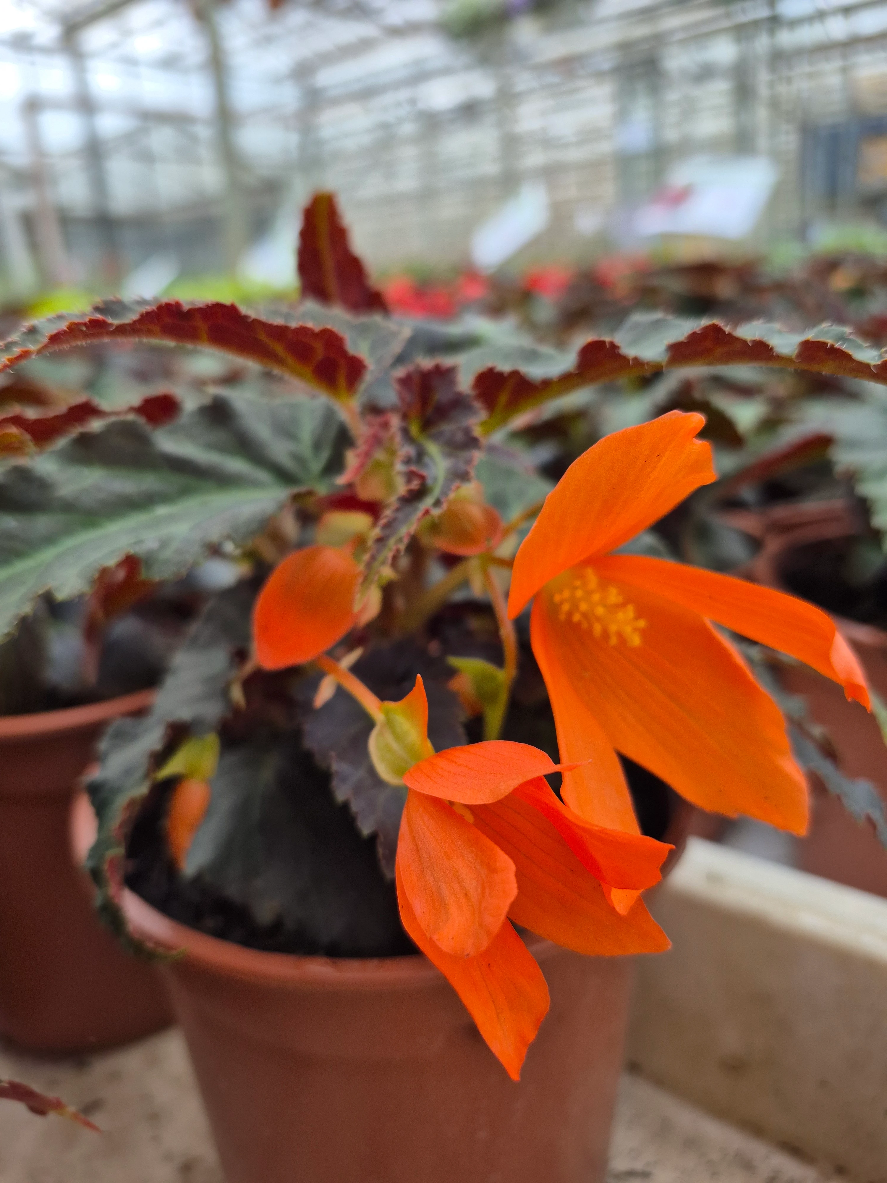 begonia boliviensis prominent orange dark leaved.webp