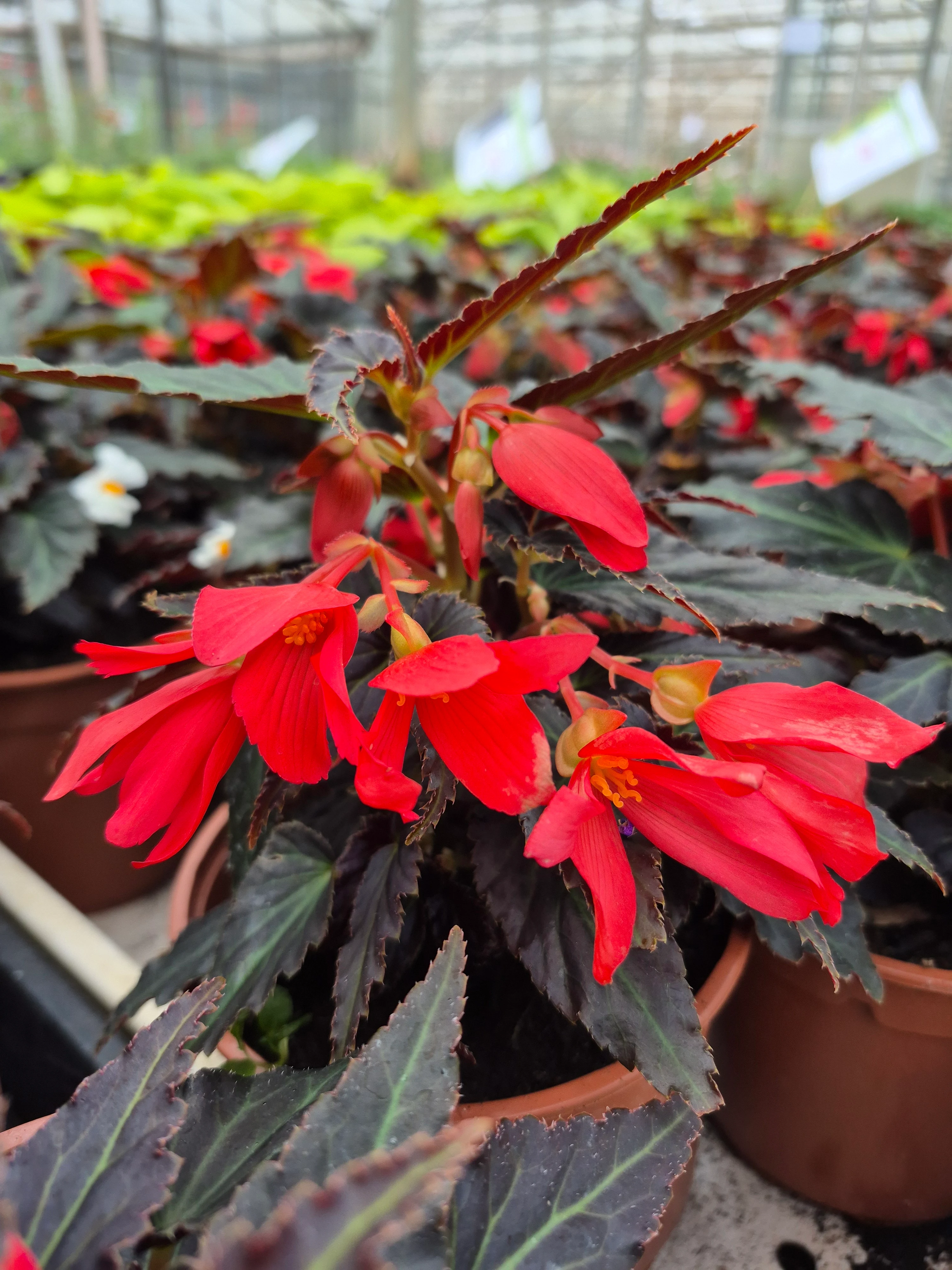 begonia boliviensis prominent red dark leaved.webp