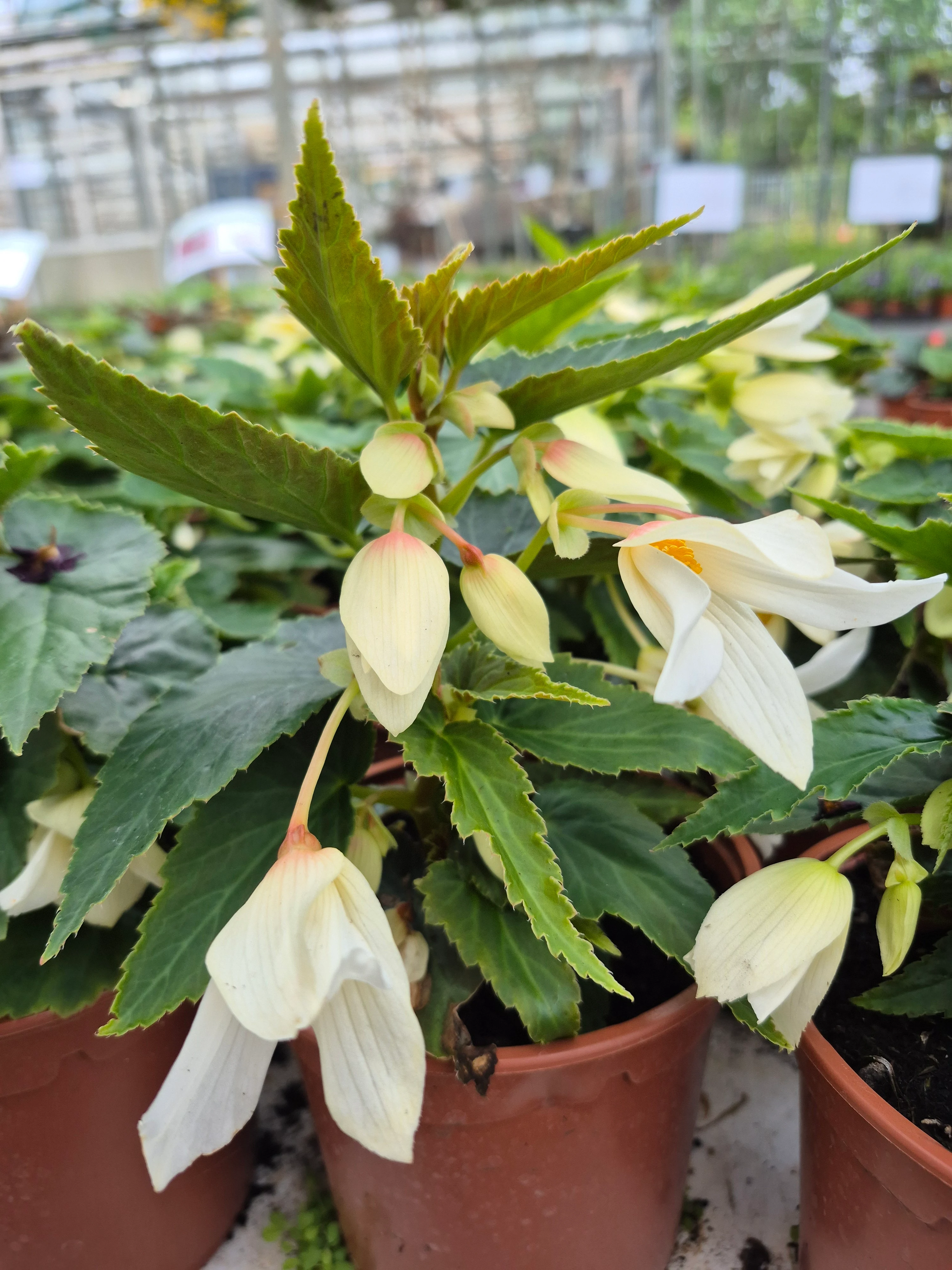 begonia boliviensis prominent white improved.webp