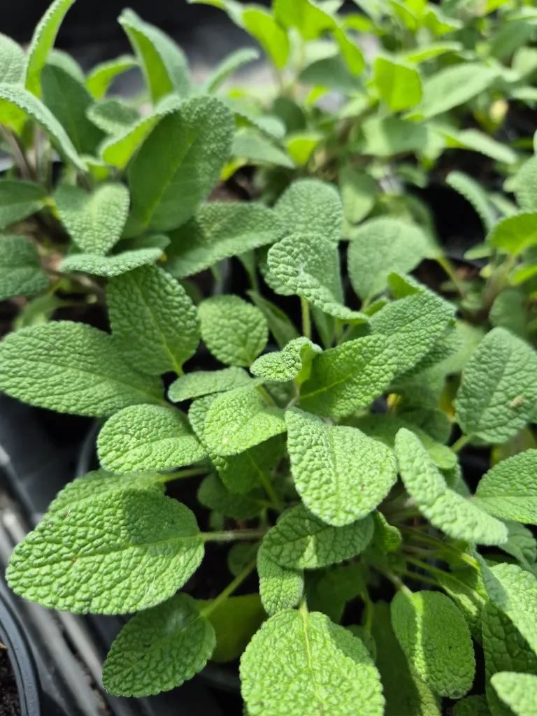 salvia off. grower's choice.webp