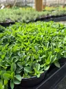 origanum vulg. compactum (2).webp
