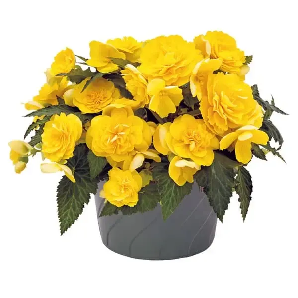 Begonia tuberosa Nonstop Joy Yellow.webp