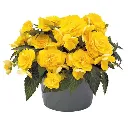 Begonia tuberosa Nonstop Joy Yellow.webp