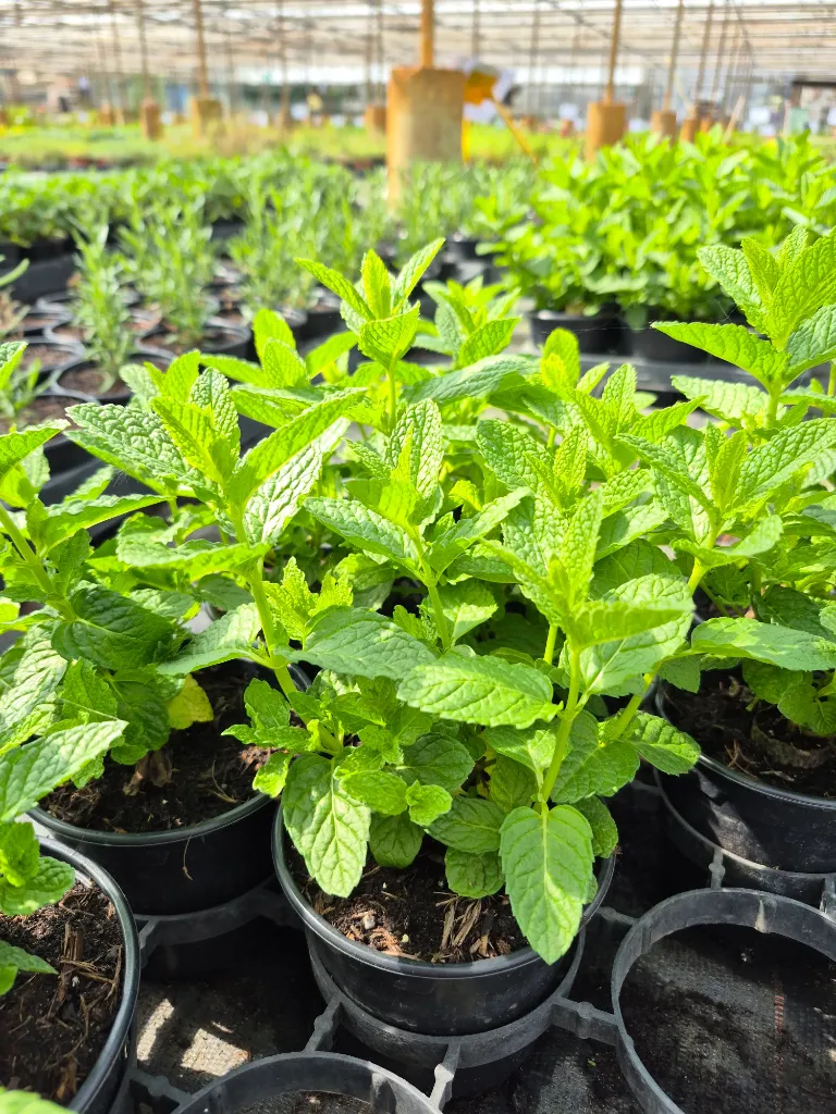 menthe morocco.webp