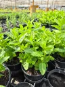 menthe morocco.webp