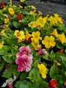 mimulus hyb magic mix (3).webp
