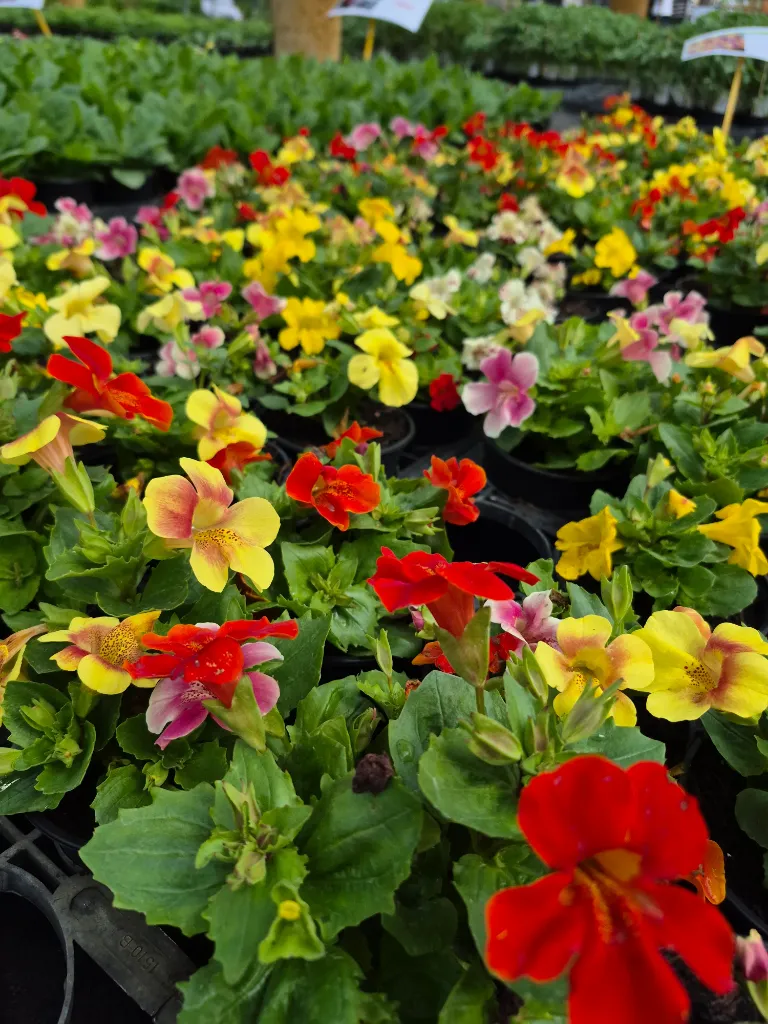 mimulus hyb magic mix (2).webp