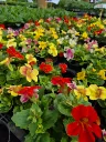 mimulus hyb magic mix (2).webp