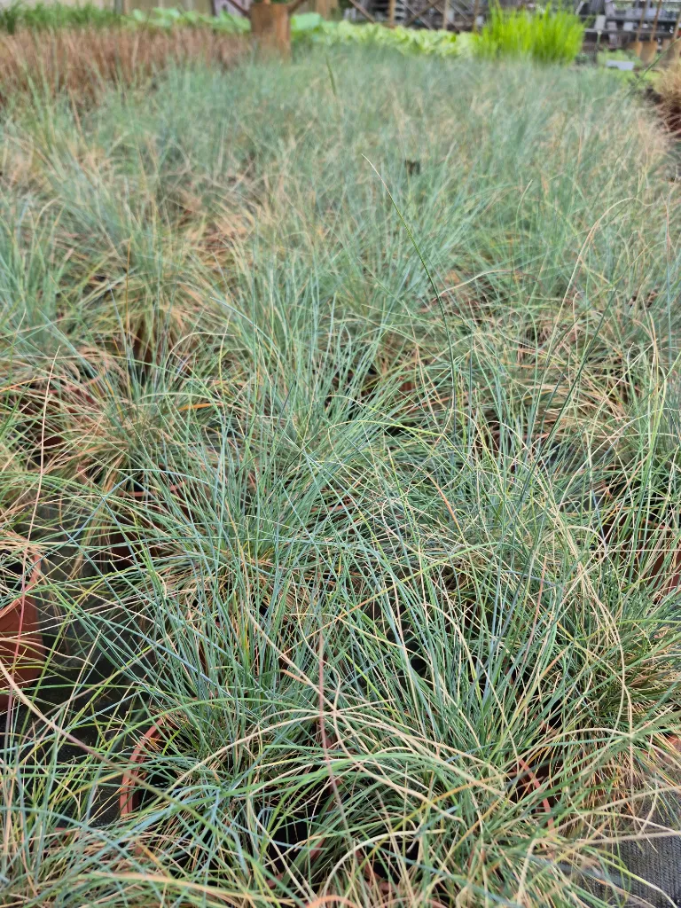 festuca glauca improved.webp