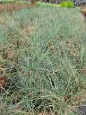 festuca glauca improved.webp