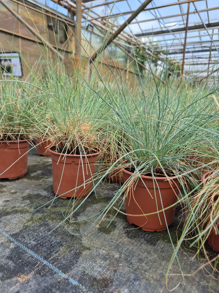 festuca glauca improved (2).webp