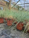 festuca glauca improved (2).webp