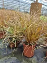 carex flagellifera auburn bronzita (2).webp