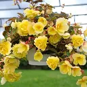 Begonia tuberosa Illumination Lemon.webp