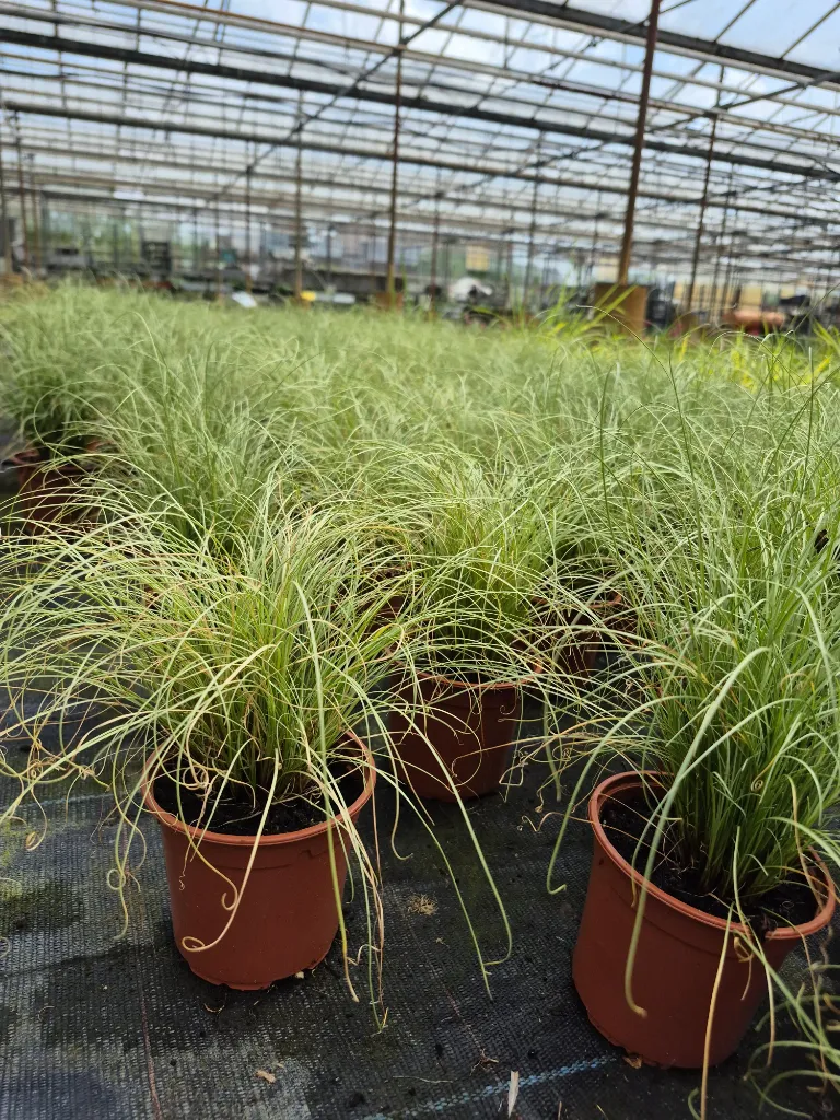 carex comans amazon mist (2).webp