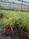 carex comans amazon mist (2).webp
