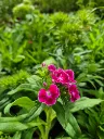 dianthus barbatus indian carpet.webp