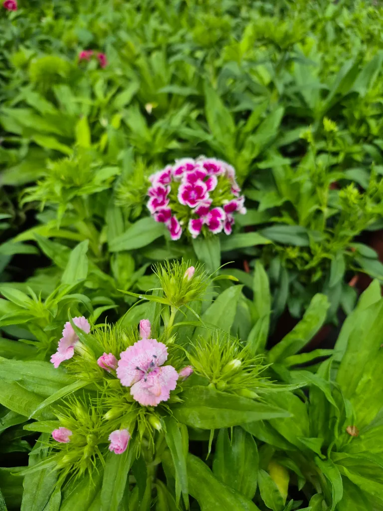 dianthus barbatus indian carpet (3).webp