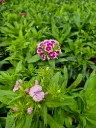 dianthus barbatus indian carpet (3).webp