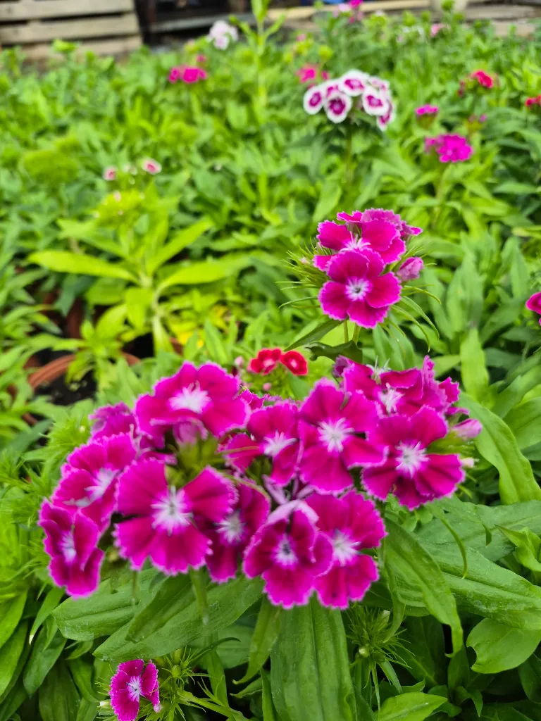 dianthus barbatus indian carpet (7).webp