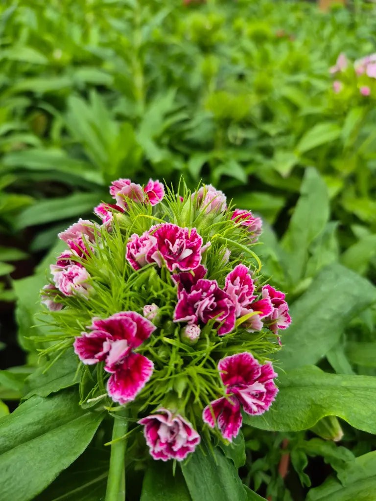 dianthus barbatus indian carpet (4).webp