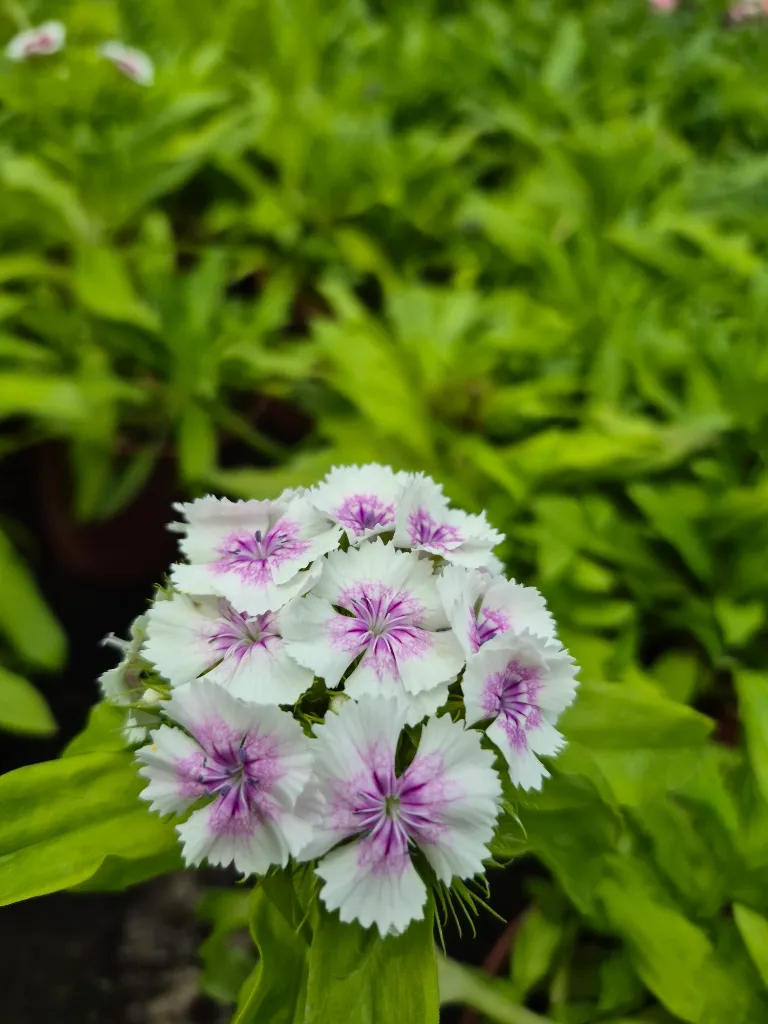 dianthus barbatus indian carpet (5).webp