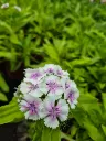 dianthus barbatus indian carpet (5).webp