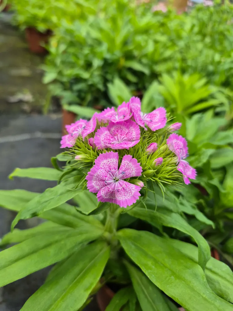 dianthus barbatus indian carpet (2).webp