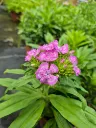dianthus barbatus indian carpet (2).webp