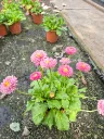 bellis paquerette (3).webp