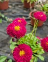 bellis paquerette.webp