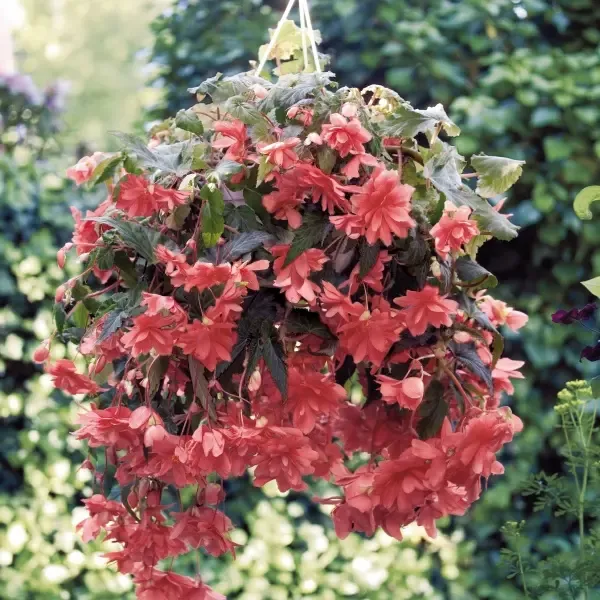 Begonia tuberosa Illumination Salmon.webp