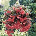 Begonia tuberosa Illumination Salmon.webp