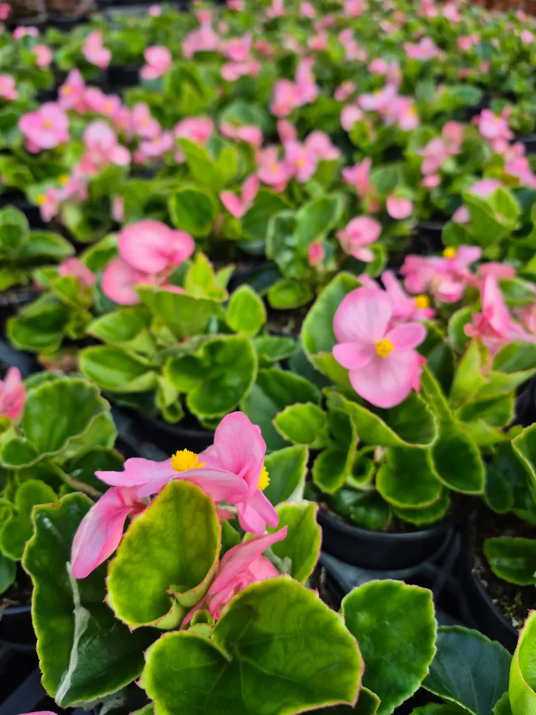 begonia mascotte pink.webp