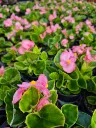 begonia mascotte pink.webp