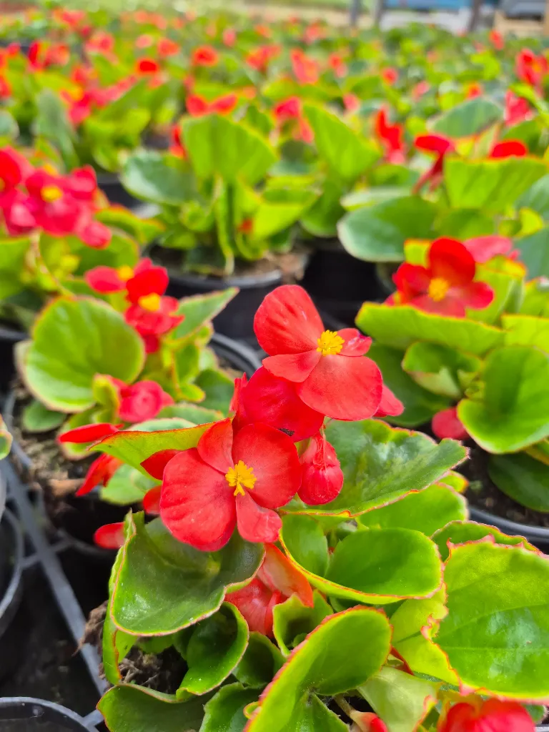 begonia mascotte red.webp