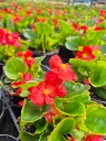 begonia mascotte red.webp