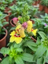 antirrhum hyb dazzling lips lemon.webp