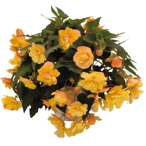 Begonia tuberosa Illumination Apricot.webp