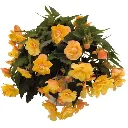 Begonia tuberosa Illumination Apricot.webp