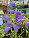campanula persicifolia takion blue (2).webp