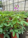 cleome hyb senorita rosalita (2).webp