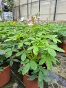 cleome hyb senorita carolina (2).webp