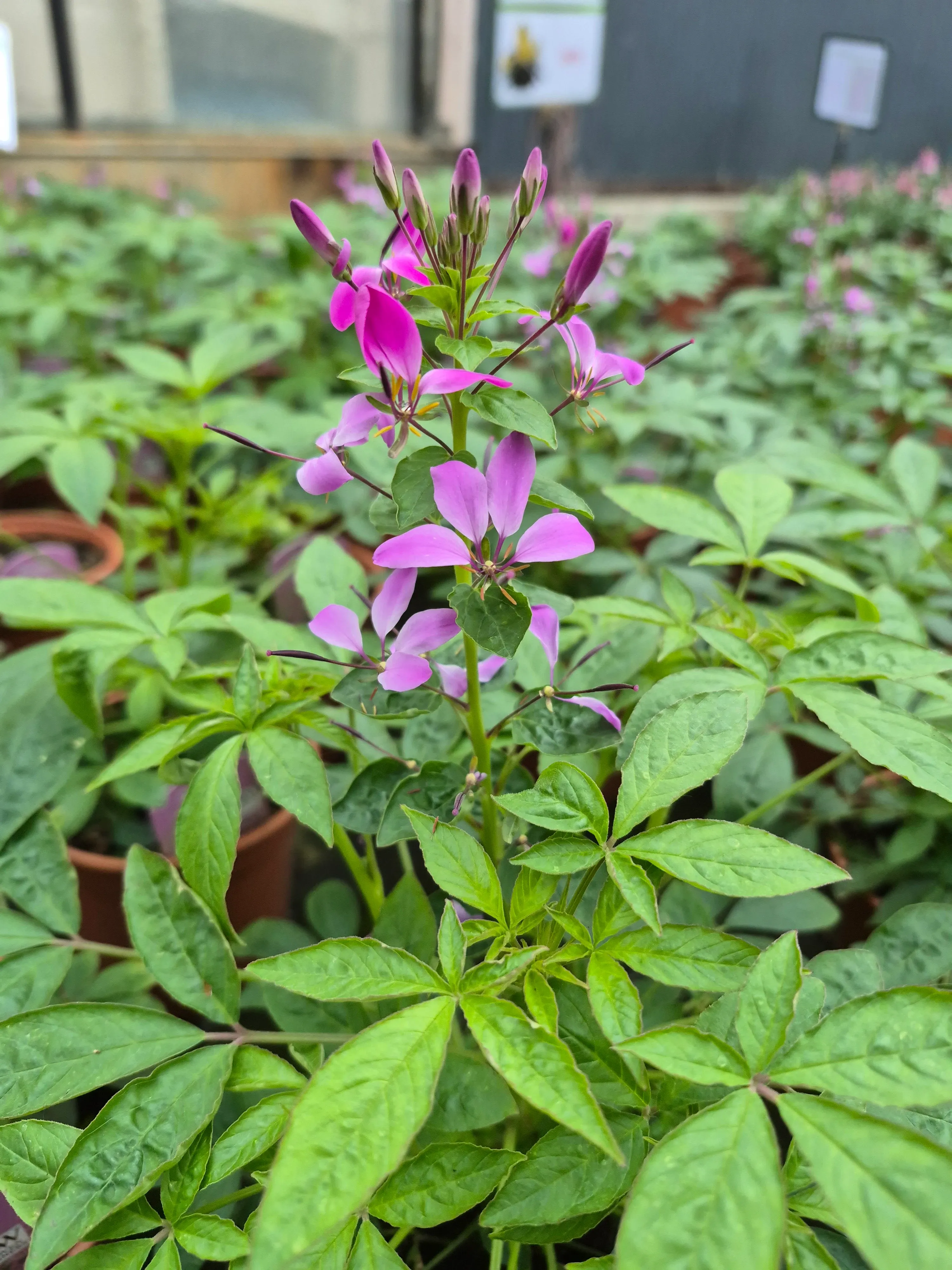 cleome hyb senorita rosalita.webp