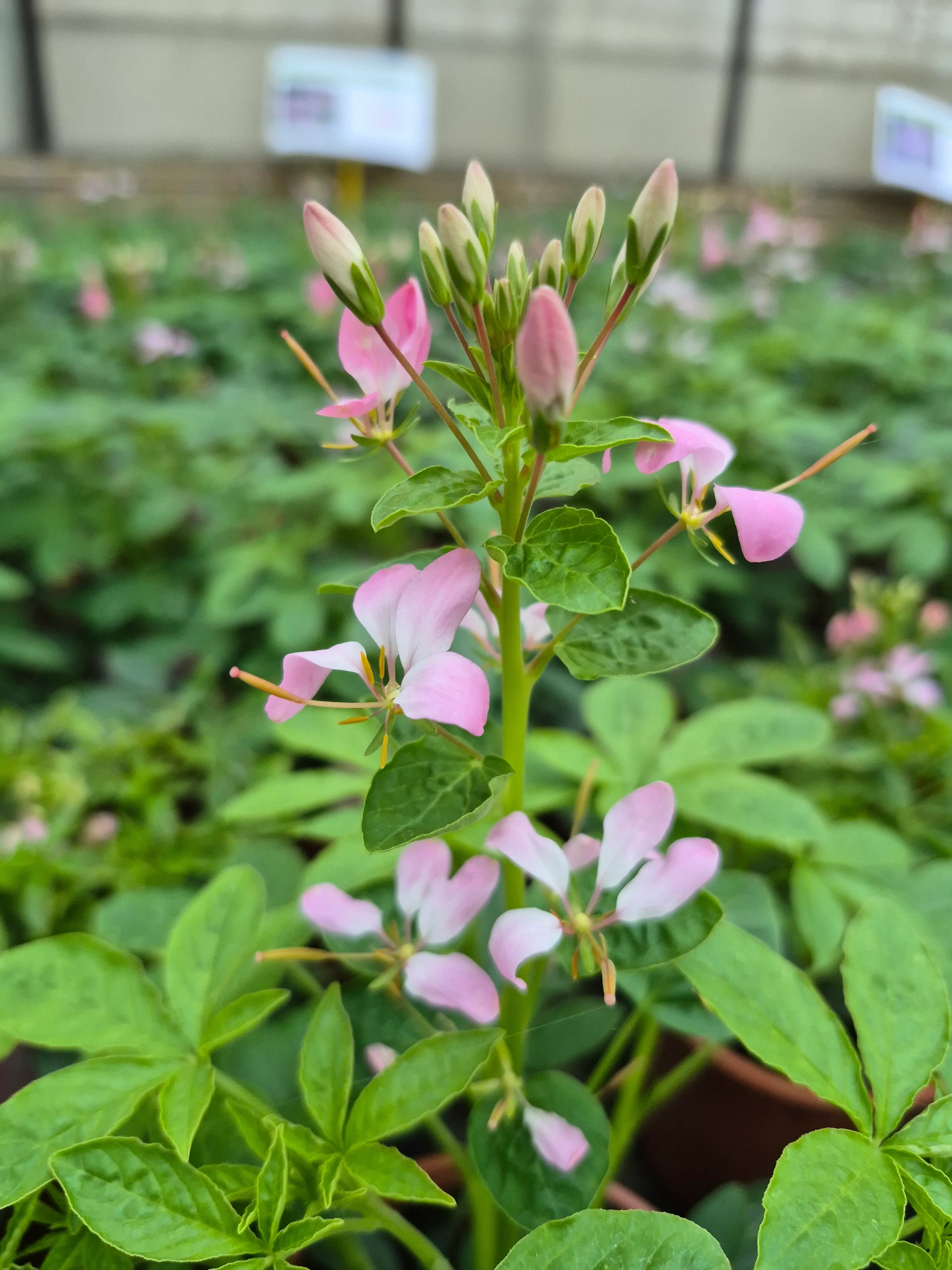 cleome hyb senorita carolina.webp