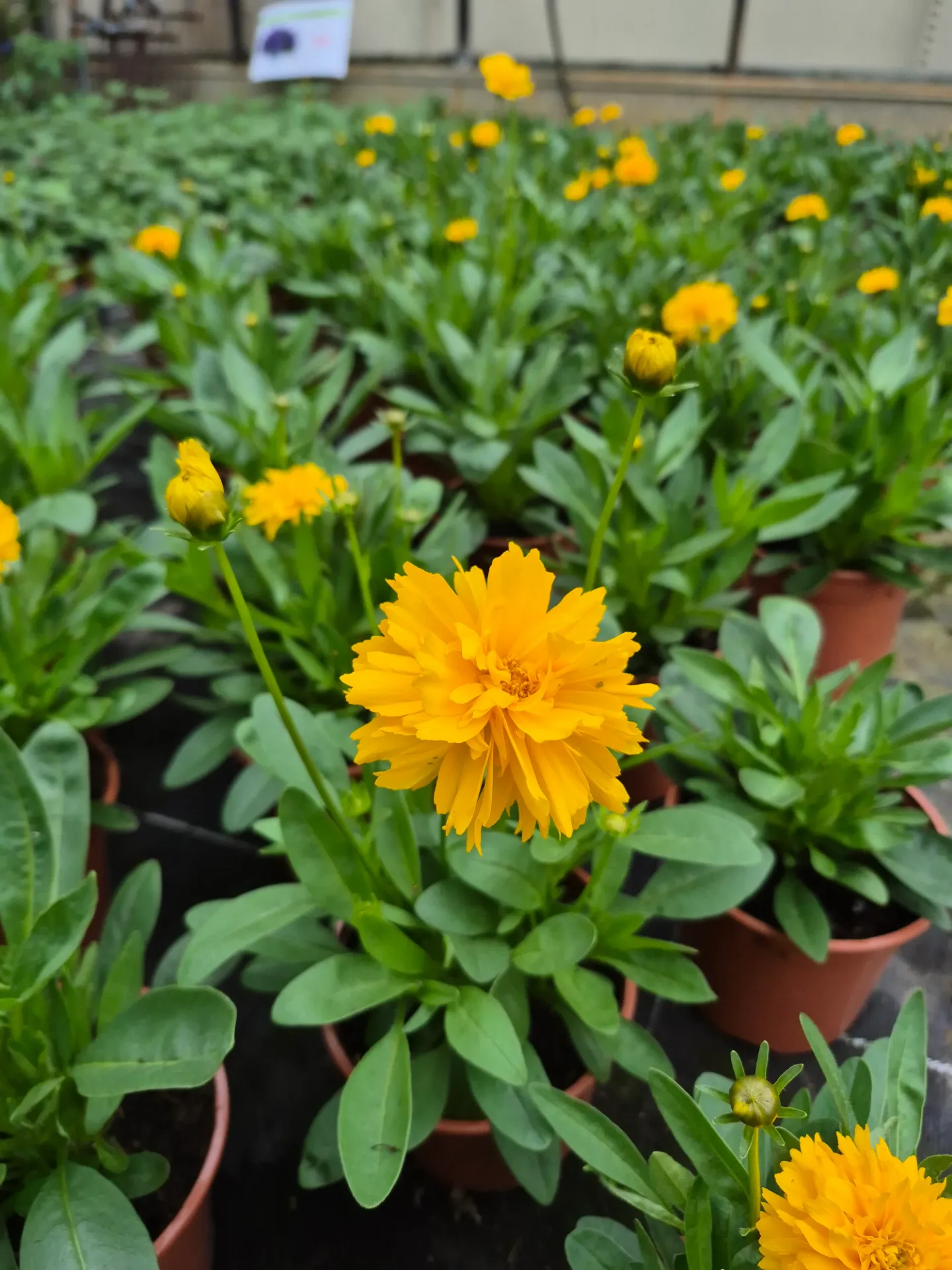 coreopsis solanna goldensphere.webp
