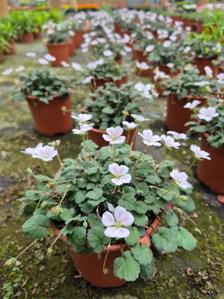 Erodium x variable Album white (2).webp