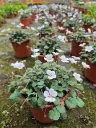 Erodium x variable Album white (2).webp