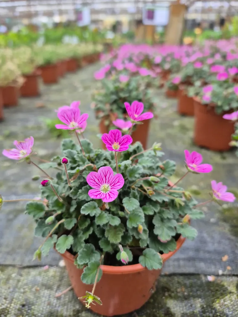 erodium bishops form rose.webp