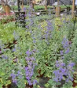 nepeta x faassenii walkers low (3).webp